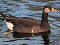 Canada Goose x domestic (Greylag Goose x Swan Goose) trigen